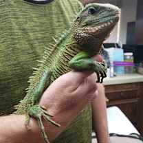 Thumbnail photo of Jiaolong #3