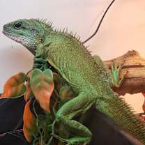 Thumbnail photo of Jiaolong #4