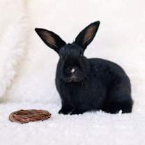 Thumbnail photo of Star MVR #1