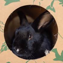 Thumbnail photo of Star MVR #4