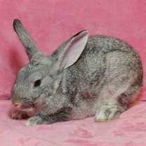 Thumbnail photo of Dawn & Dusk #4