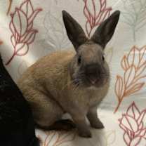 Thumbnail photo of Pauline (Bonded to Francine) #1