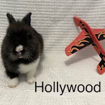Thumbnail photo of Hollywood #1