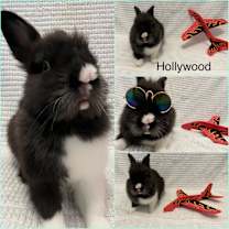 Thumbnail photo of Hollywood #4