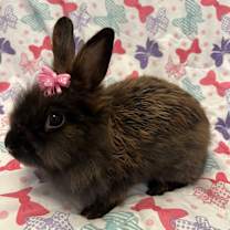 Thumbnail photo of Petunia #1