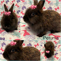Thumbnail photo of Petunia #2