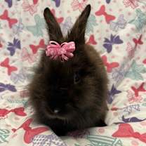 Thumbnail photo of Petunia #3