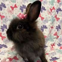 Thumbnail photo of Petunia #4