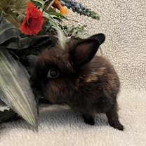 Thumbnail photo of Rihanna #2