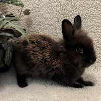 Thumbnail photo of Rihanna #3