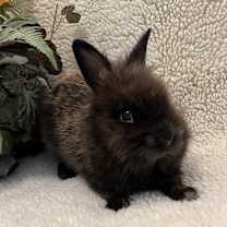 Thumbnail photo of Rihanna #4