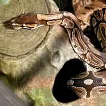 Thumbnail photo of Grimbolina Pretzel #2