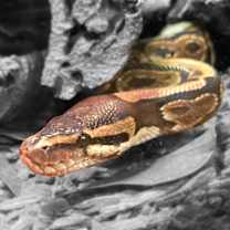 Thumbnail photo of Grimbolina Pretzel #3