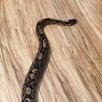 Thumbnail photo of Grimbolina Pretzel #4