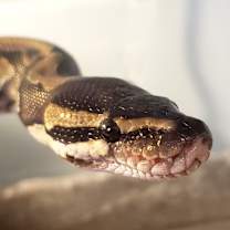 Thumbnail photo of Grimbolina Pretzel #1