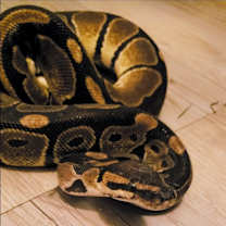 Thumbnail photo of Oogie Boogie CinnaRoll #4