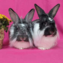 Thumbnail photo of Mouse #1