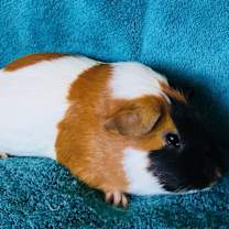 Thumbnail photo of Jazamine ( Bonded to Ruth) #2