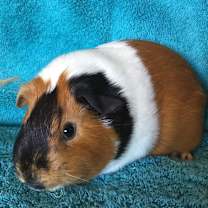 Thumbnail photo of Jazamine ( Bonded to Ruth) #3