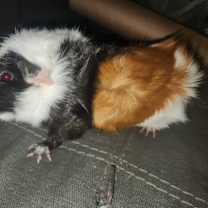 Thumbnail photo of Oreo & Snickers #1