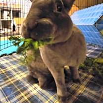 Thumbnail photo of Baxter #1