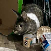 Thumbnail photo of Marshmallow #3