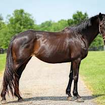 Thumbnail photo of Scat Daddy's Girl (Jazzy) #1