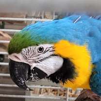 Thumbnail photo of Pepe #1