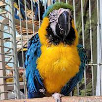 Thumbnail photo of Pepe #2
