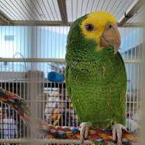 Thumbnail photo of Young Charlie #1