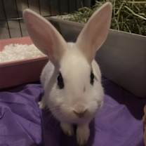 Thumbnail photo of Luna's Mars Rabbit KIT #3