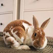 Thumbnail photo of Molley #1