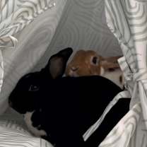 Thumbnail photo of Molley #2