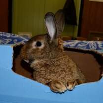 Thumbnail photo of Denise #2