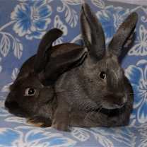 Thumbnail photo of Isaiah and Isaac #1