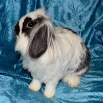 Thumbnail photo of Declan #1