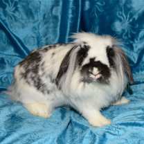 Thumbnail photo of Declan #2