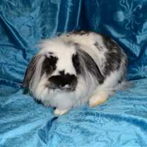Thumbnail photo of Declan #3