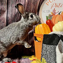 Thumbnail photo of Clover #3