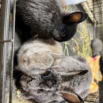 Thumbnail photo of Clover #4