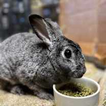Thumbnail photo of Clover #2