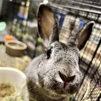Thumbnail photo of Clover #1