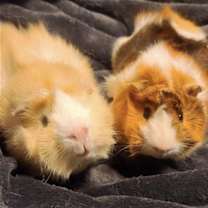Thumbnail photo of Scotch and Neo #1