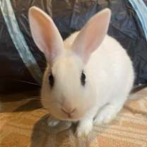 Thumbnail photo of Luna's Saturn RABBIT KIT #2