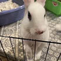 Thumbnail photo of Luna's Saturn RABBIT KIT #1