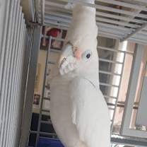 Thumbnail photo of Sable #2