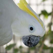 Thumbnail photo of Kiwi #1