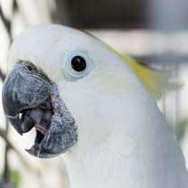 Thumbnail photo of Kiwi #2