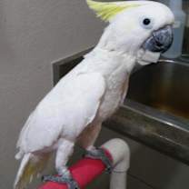 Thumbnail photo of Kiwi #3