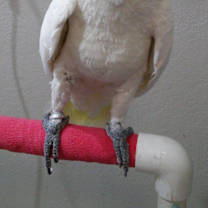 Thumbnail photo of Kiwi #4